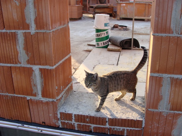 26. September 2008: Die (unsere?) Katze hat zusammen mit ihren Jungen den gesamten Bau neugierig begleitet und hat sich somit fast schon ein Wohnrecht erworben.